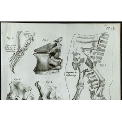 1836 - Crocodiles fossiles de Honfleur 