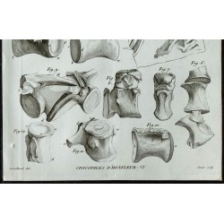 1836 - Crocodiles fossiles de Honfleur 