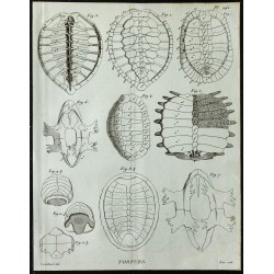 1836 - Anatomie des carapaces de tortues 