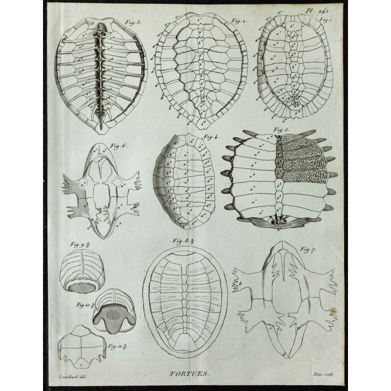 1836 - Anatomie des carapaces de tortues 1836 - Anatomie des carapaces de tortues