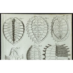 1836 - Anatomie des carapaces de tortues 