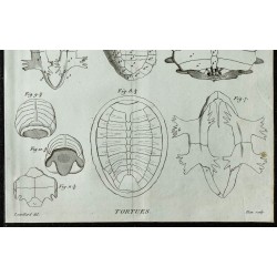 1836 - Anatomie des carapaces de tortues 