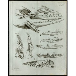 1836 - Têtes et mâchoires de Mosasaure 
