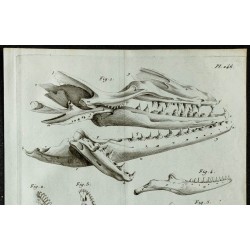 1836 - Têtes et mâchoires de Mosasaure 
