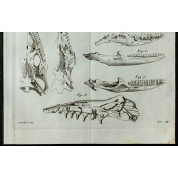 1836 - Têtes et mâchoires de Mosasaure 