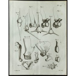 1836 - Colonnes vertébrales de Mosasaurus 