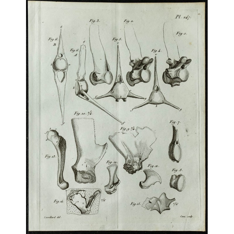 1836 - Colonnes vertébrales de Mosasaurus 1836 - Colonnes vertébrales de Mosasaurus