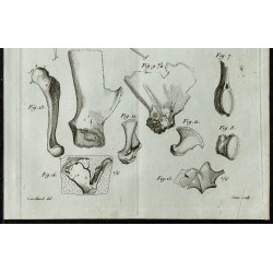 1836 - Colonnes vertébrales de Mosasaurus 