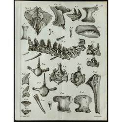1836 - Ossements crâniens du Mosasaurus 