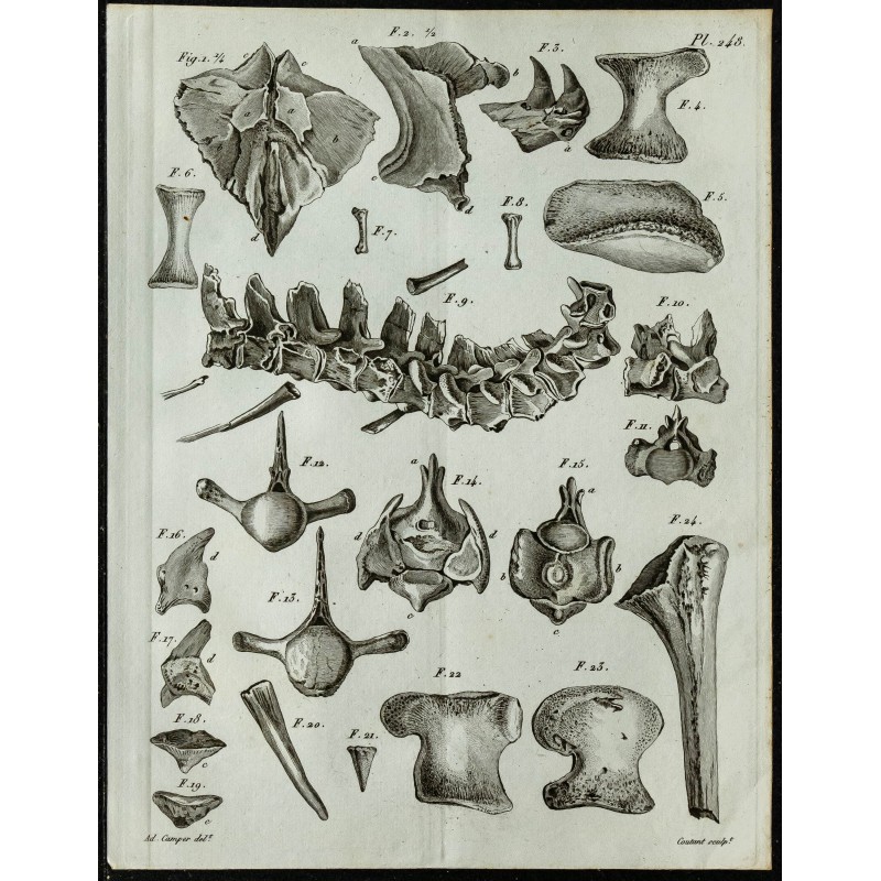 1836 - Ossements crâniens du Mosasaurus 1836 - Ossements crâniens du Mosasaurus