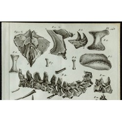 1836 - Ossements crâniens du Mosasaurus 