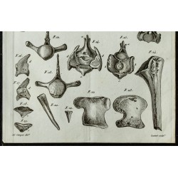 1836 - Ossements crâniens du Mosasaurus 
