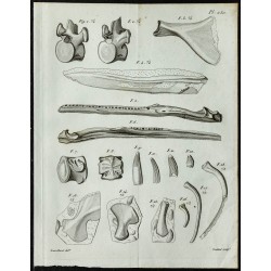 1836 - Vertèbres et ossements de sauriens 