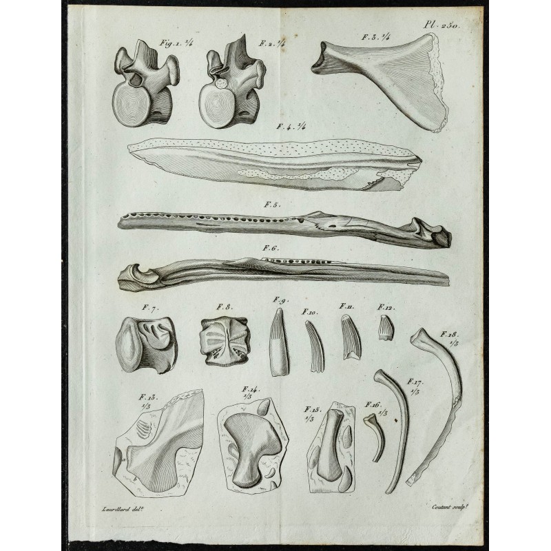 1836 - Vertèbres et ossements de sauriens 1836 - Vertèbres et ossements de sauriens