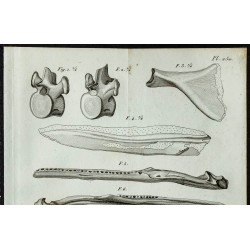 1836 - Vertèbres et ossements de sauriens 
