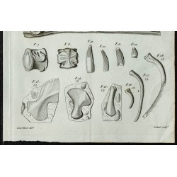 1836 - Vertèbres et ossements de sauriens 