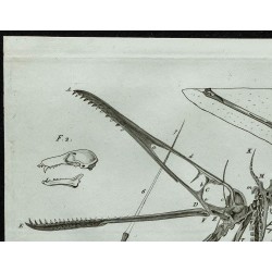 1836 - Squelette complet de ptérodactyle 