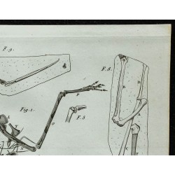 1836 - Squelette complet de ptérodactyle 
