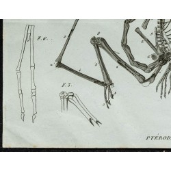 1836 - Squelette complet de ptérodactyle 