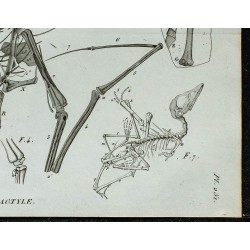 1836 - Squelette complet de ptérodactyle 