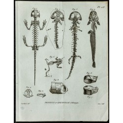 1836 - Squelette complet de salamandre 