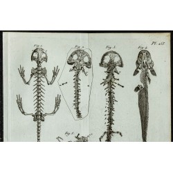 1836 - Squelette complet de salamandre 