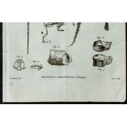 1836 - Squelette complet de salamandre 