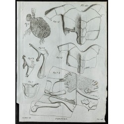 1836 - Carapaces et ossements de tortues 
