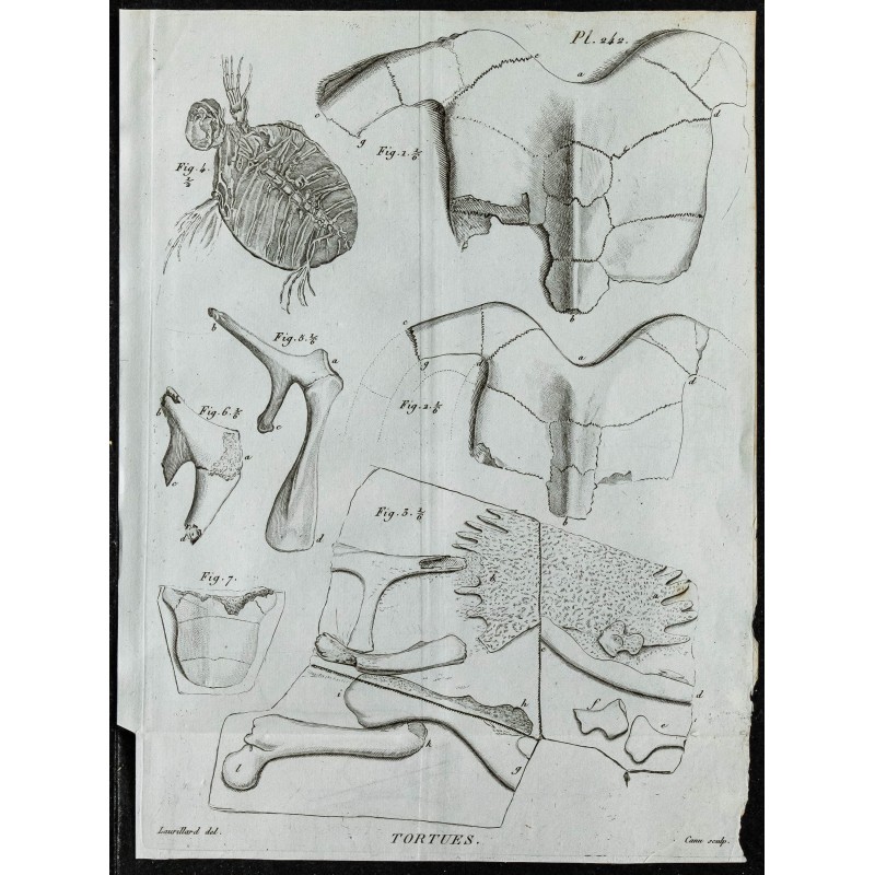 1836 - Carapaces et ossements de tortues 1836 - Carapaces et ossements de tortues