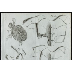 1836 - Carapaces et ossements de tortues 