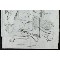 1836 - Carapaces et ossements de tortues 