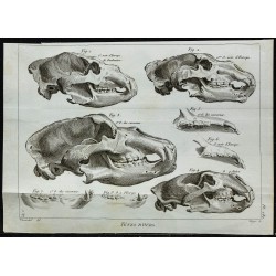1836 - Crânes et dentition d'ours 