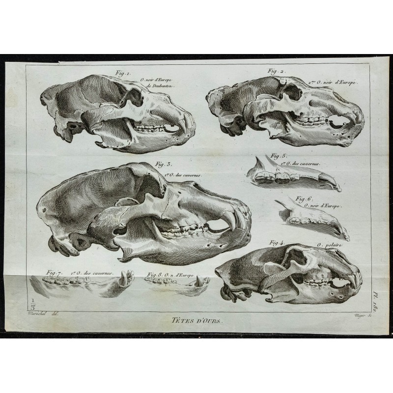 1836 - Crânes et dentition d'ours 1836 - Crânes et dentition d'ours