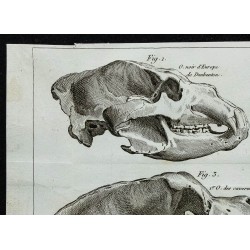 1836 - Crânes et dentition d'ours 