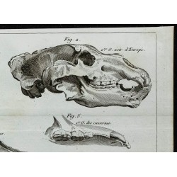 1836 - Crânes et dentition d'ours 