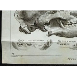 1836 - Crânes et dentition d'ours 