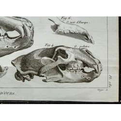 1836 - Crânes et dentition d'ours 
