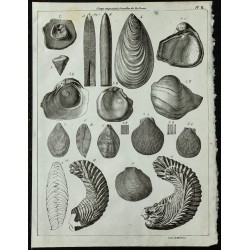 1844 - Fossiles de mollusques marins 