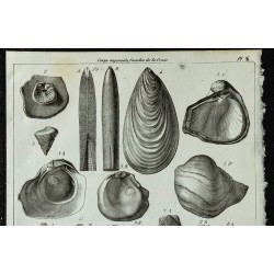 1844 - Fossiles de mollusques marins 