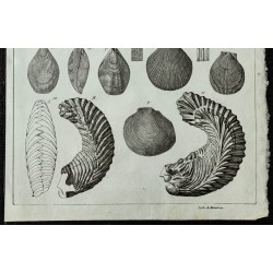 1844 - Fossiles de mollusques marins 