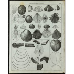 1836 - Fossiles marins de la Craie 