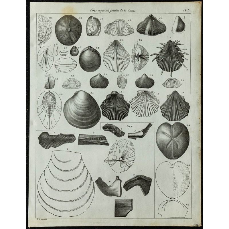 1836 - Fossiles marins de la Craie 1836 - Fossiles marins de la Craie