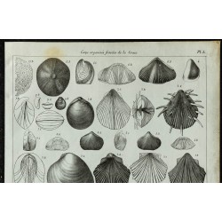 1836 - Fossiles marins de la Craie 