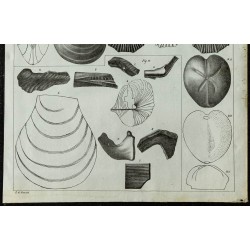 1836 - Fossiles marins de la Craie 