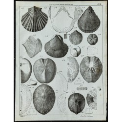 1836 - Fossiles d'oursins et bivalves 