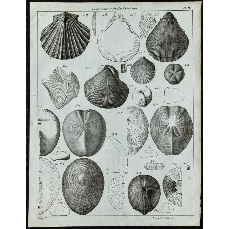 1836 - Fossiles d'oursins et bivalves 1836 - Fossiles d'oursins et bivalves