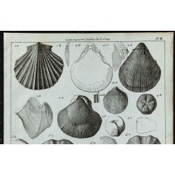 1836 - Fossiles d'oursins et bivalves 