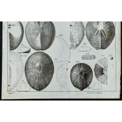 1836 - Fossiles d'oursins et bivalves 