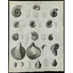 1836 - Ammonites et bivalves fossiles 