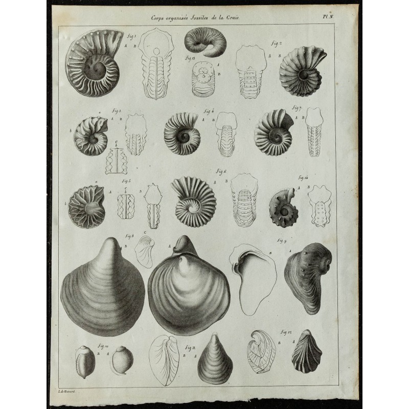 1836 - Ammonites et bivalves fossiles 1836 - Ammonites et bivalves fossiles